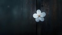 Single white cherry blossom against dark wooden background in moody atmospheric lighting creates minimalist spring composition with shallow depth of field.