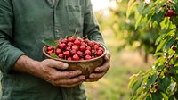 Farmer holding bowl of fresh red currants in orchard garden, harvesting ripe berries outdoors during summer season for organic produce.