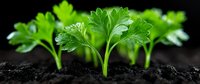 Fresh parsley sprouts growing in dark fertile soil against black background, macro photography showing detailed leaf texture and organic gardening concept.