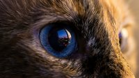 Close-up of a cat's striking blue eye with detailed iris and fur texture, capturing feline gaze and expression for pet, animal, and nature content.