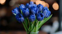 Fresh blue tulips bouquet with vibrant green stems against blurred bokeh background, spring flowers arrangement showcasing natural elegance and seasonal beauty.