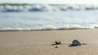 Seashells scattered on sandy beach with ocean waves in background creating peaceful coastal scene for relaxation and summer vacation concepts.
