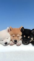 Three adorable Shiba Inu puppies sleeping peacefully on white blanket against clear blue sky background for pet care and animal wellness concepts.