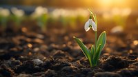 Single snowdrop flower emerging from dark soil at sunrise, with morning sunlight creating golden bokeh effect. Fresh green leaves and white petals symbolize spring awakening.