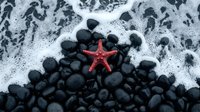Red starfish on black pebbles with white sea foam waves for marine coastal beach nature photography backgrounds and ocean themed designs.