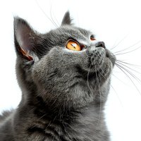 British shorthair cat with bright amber eyes looking up against white background, close-up portrait of gray feline face showing distinctive features and whiskers.