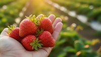 Fresh ripe strawberries in hand at organic farm field during harvest season with green plants and sunny agricultural background for healthy eating.