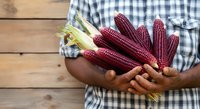 Farmer holding fresh red corn cobs with husks on wooden surface, agricultural harvest and organic produce for farming, gardening, and food industry applications.