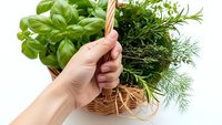 Hand holding wicker basket filled with fresh green herbs basil dill rosemary for cooking culinary ingredients organic gardening harvest kitchen preparation.