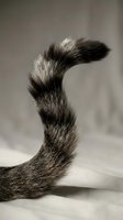 Striped cat tail with detailed fur texture in monochrome photography showing natural feline anatomy and movement against soft neutral background.