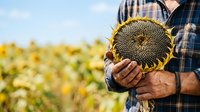Farmer in plaid shirt holding mature sunflower head with seeds in agricultural field during harvest season for farming and agriculture concepts.