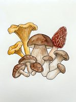Botanical illustration of various mushroom and fungi species with hand-drawn watercolor style, isolated on white background for design and educational use.