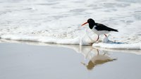 Black and white oystercatcher bird with orange beak walking on wet sandy beach with ocean waves and foam reflection in shallow water coastal wildlife.