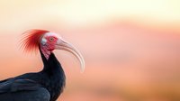 Black bird with distinctive red crest and curved white beak against soft pink and orange sunset sky, dramatic wildlife portrait showcasing unique avian features.