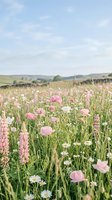 Wild meadow with pink poppies and daisies blooming in countryside field under soft blue sky with rolling hills in background for nature and spring concepts.