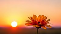 Orange daisy flower silhouetted against warm sunset sky with glowing sun on horizon creating peaceful nature scene for meditation and wellness content.