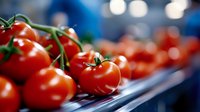 Fresh ripe red tomatoes on vine against blurred blue background. Macro shot with selective focus highlighting natural texture and glossy surface.