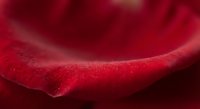 Red rose petal macro with soft curves and velvety texture showing natural organic patterns and romantic floral details for Valentine's Day designs.