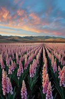 Rows of pink hyacinth flowers stretching toward distant mountains under dramatic sunset sky with orange and pink clouds, creating stunning agricultural landscape.