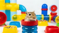 A small tan hamster sits inside a red and blue stacked container surrounded by colorful toy building blocks and pipes for interactive play and enrichment.