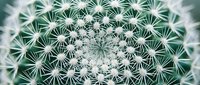 Close-up view of barrel cactus with intricate white spines arranged in geometric patterns. Natural desert plant texture for botanical and nature designs.