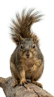 Squirrel with distinctive spiky mohawk hairstyle standing on wooden branch against white background. Wildlife portrait for nature, humor, and animal-themed projects.