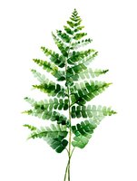 Watercolor green fern leaf isolated on white background, botanical illustration for nature-inspired designs and eco-friendly projects.