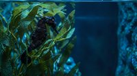 Underwater kelp forest with dense seaweed fronds swaying in ocean currents creating natural marine habitat for diving and environmental conservation projects.