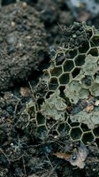 Weathered honeycomb structure with hexagonal cells covered in dirt and debris on forest ground, natural decay and decomposition process in outdoor environment.