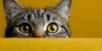 Curious tabby cat with bright yellow eyes peeking over yellow surface, playful feline hiding and watching with alert expression for pet care concepts.