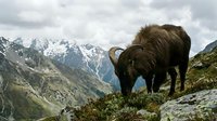 Wild alpine ibex grazing on mountain slope with dramatic snow-capped peaks and cloudy sky in background, showcasing untamed wilderness and natural habitat.