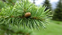 Fresh green pine branch with young cone in spring forest, macro nature photography showing detailed needles and developing pinecone against blurred background.
