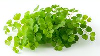 Fresh green maidenhair fern leaves bunch isolated on white background, delicate natural foliage pattern for botanical designs and floral arrangements.
