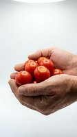 Elderly hands cupping fresh red cherry tomatoes against white background showcasing organic harvest and healthy eating lifestyle.
