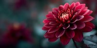 Vibrant red dahlia flower in full bloom with layered petals against dark blurred garden background, creating dramatic botanical composition.