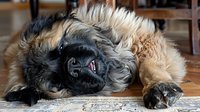 Sleeping Caucasian Shepherd dog lying upside down on wooden floor showing teeth in funny relaxed position, large fluffy pet displaying playful behavior.