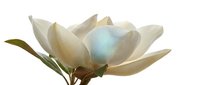 Cream magnolia flower with soft blue center and green stem isolated on white background, suitable for botanical designs, wedding graphics, and floral compositions.