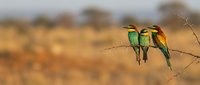 Colorful bee-eater birds perched on thorny branch in golden savanna landscape during warm sunset light creating natural wildlife photography composition.