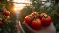 Fresh ripe red tomatoes on vine held in hand against sunset background in greenhouse, natural organic produce with warm golden sunlight glow.