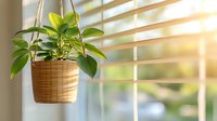 Hanging woven basket planter with green tropical plant near window with venetian blinds and warm sunlight creating cozy home atmosphere.