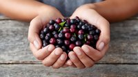 Fresh organic cranberries held in cupped hands over rustic wooden table background for healthy eating and natural food concepts.