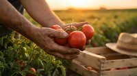 Farmer hands holding fresh ripe red tomatoes at sunset in agricultural field. Organic vegetable harvest concept for healthy eating and sustainable farming.