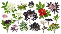 Isolated botanical collection featuring various flowering plants and berries including elderflower, rowan, and dark seed heads arranged on white background for design projects.