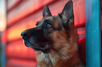 German Shepherd dog with bright blue eyes in profile against vibrant red background, dramatic lighting creates moody atmosphere for pet photography and animal portraits.