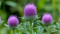 Vibrant purple thistle flower in bloom with spiky petals and green leaves, showcasing natural beauty in a garden setting against blurred background.