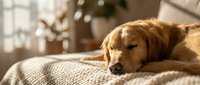 Golden retriever resting on knitted blanket in sunlit bedroom, suitable for pet care, wellness, and home comfort content.