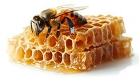 Honey bee collecting nectar from fresh honeycomb piece with golden honey dripping, macro photography on white background shows detailed insect structure.