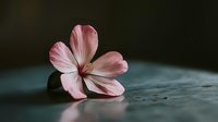 Single pink geranium flower with delicate petals lying on weathered wooden surface against dark background for botanical and nature photography projects.