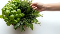 Fresh herbs bundle with basil rosemary sage thyme in hand for cooking culinary kitchen garden organic healthy food preparation natural ingredients.