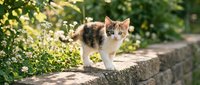Young tabby and white kitten walking on stone wall surrounded by green foliage and white flowers outdoors.